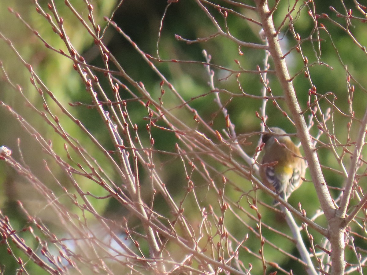 Oriental Greenfinch - ML616544909