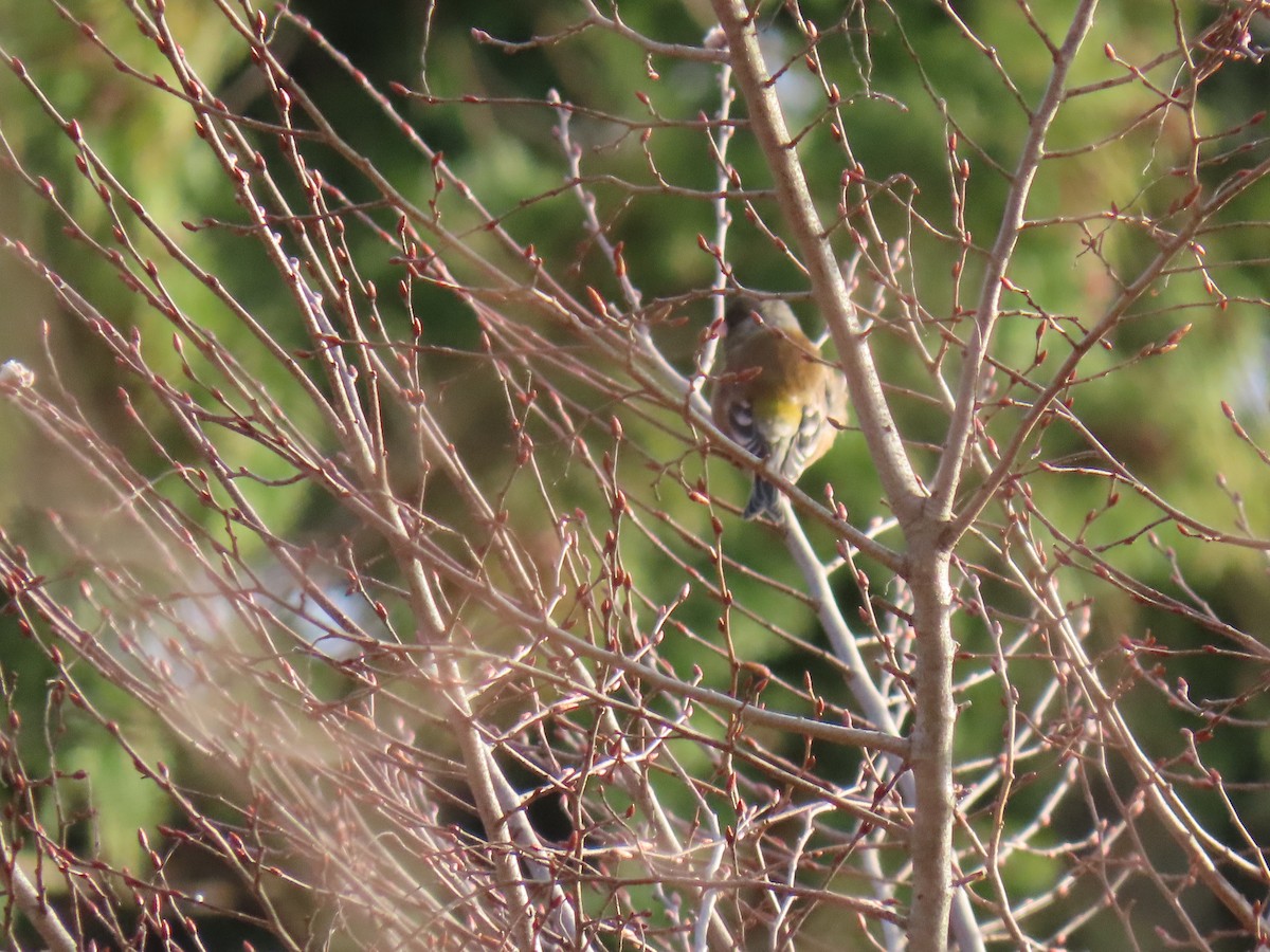 Oriental Greenfinch - ML616544913