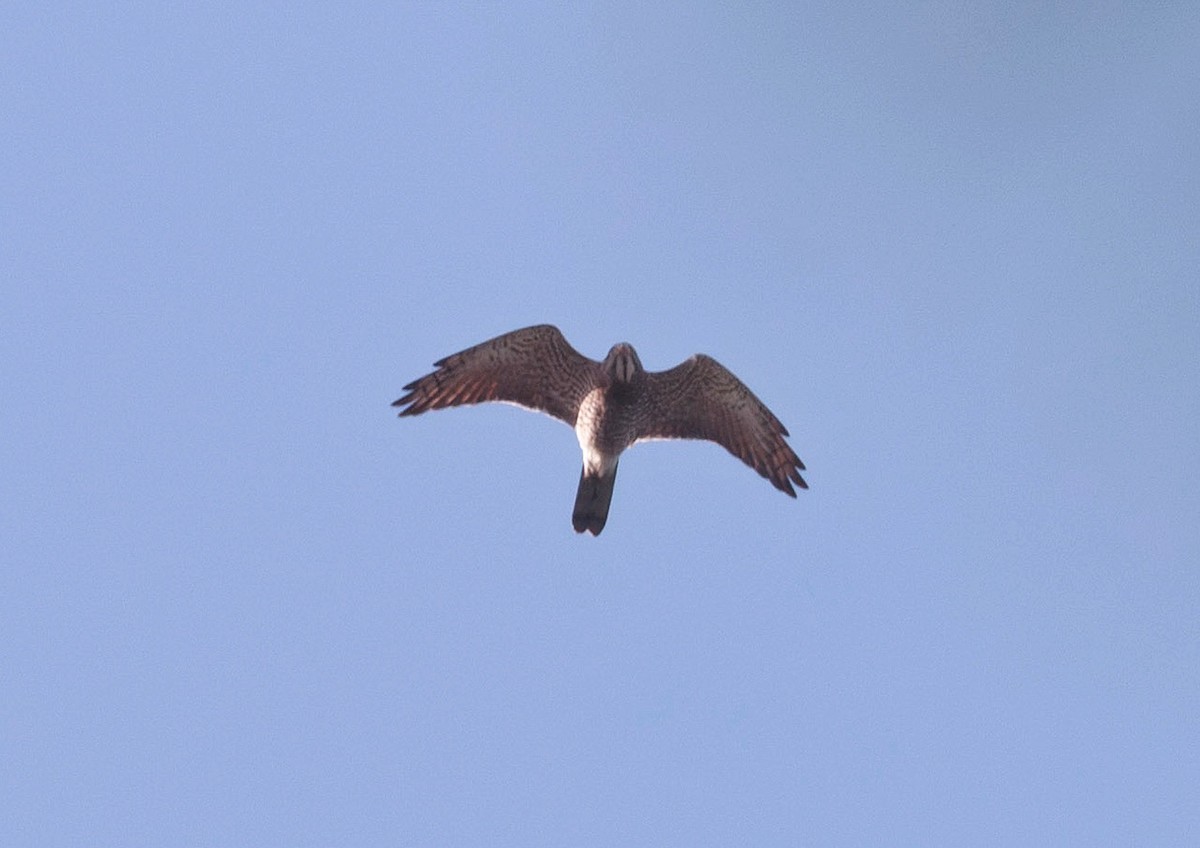 Gray-faced Buzzard - ML616544922