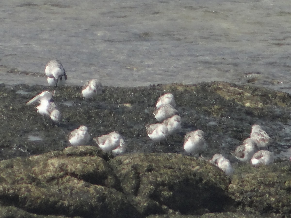 Bécasseau sanderling - ML616544924