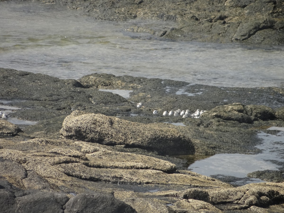 Bécasseau sanderling - ML616544925