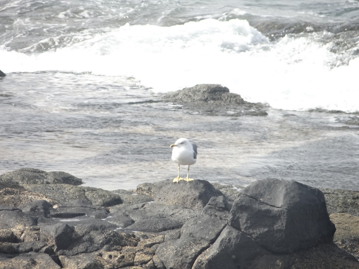 Yellow-legged Gull - ML616544937