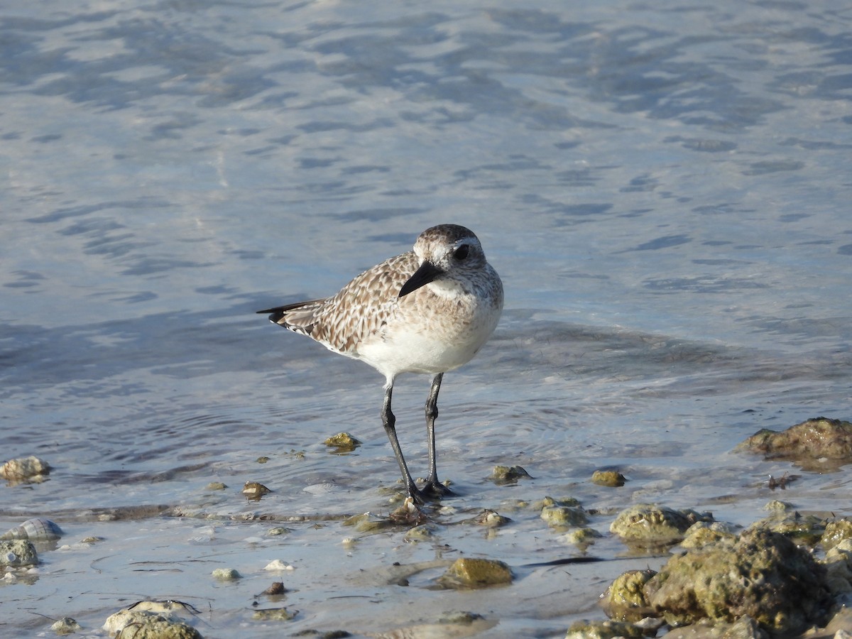 Black-bellied Plover - William Cormack