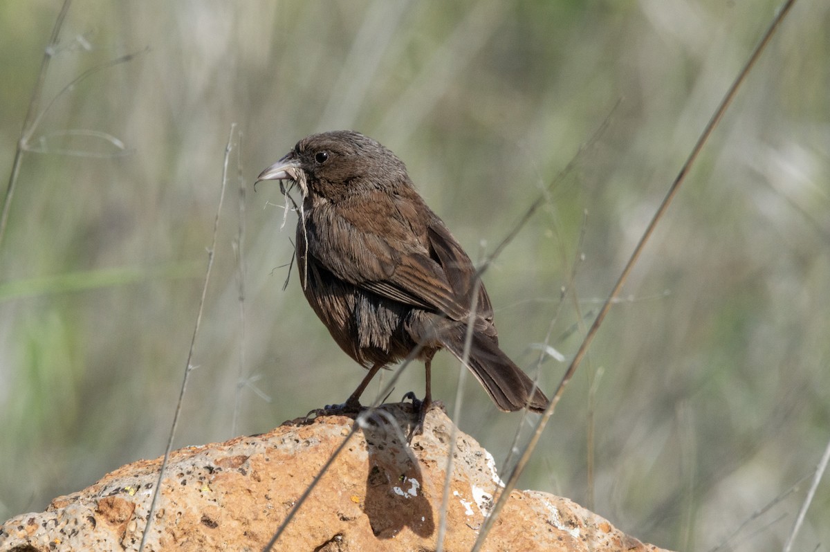 Junco de Guadalupe - ML616544942