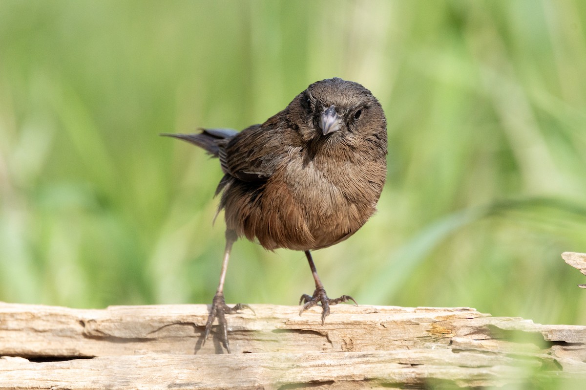 Junco de Isla Guadalupe - ML616544944