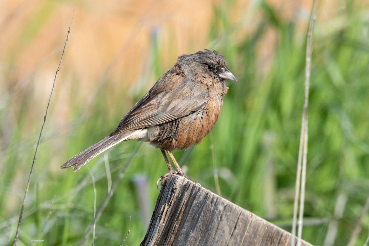 Junco de Isla Guadalupe - ML616544946