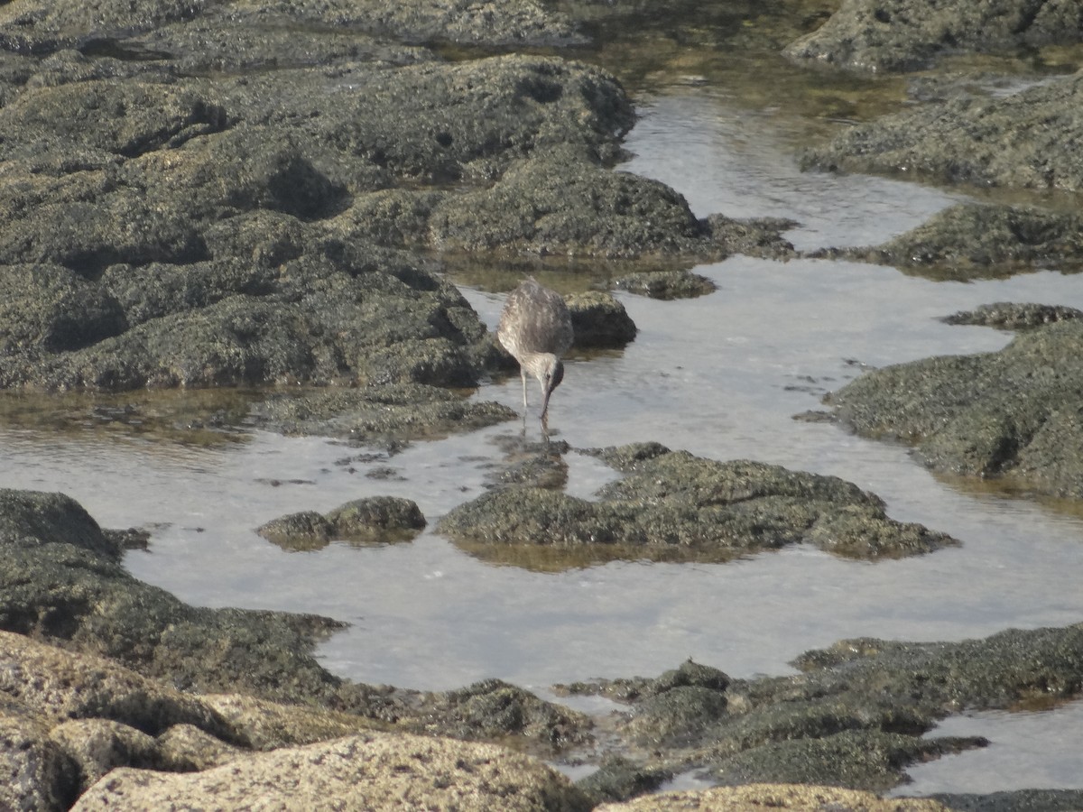 Common Greenshank - Miguel Angel Benedicto