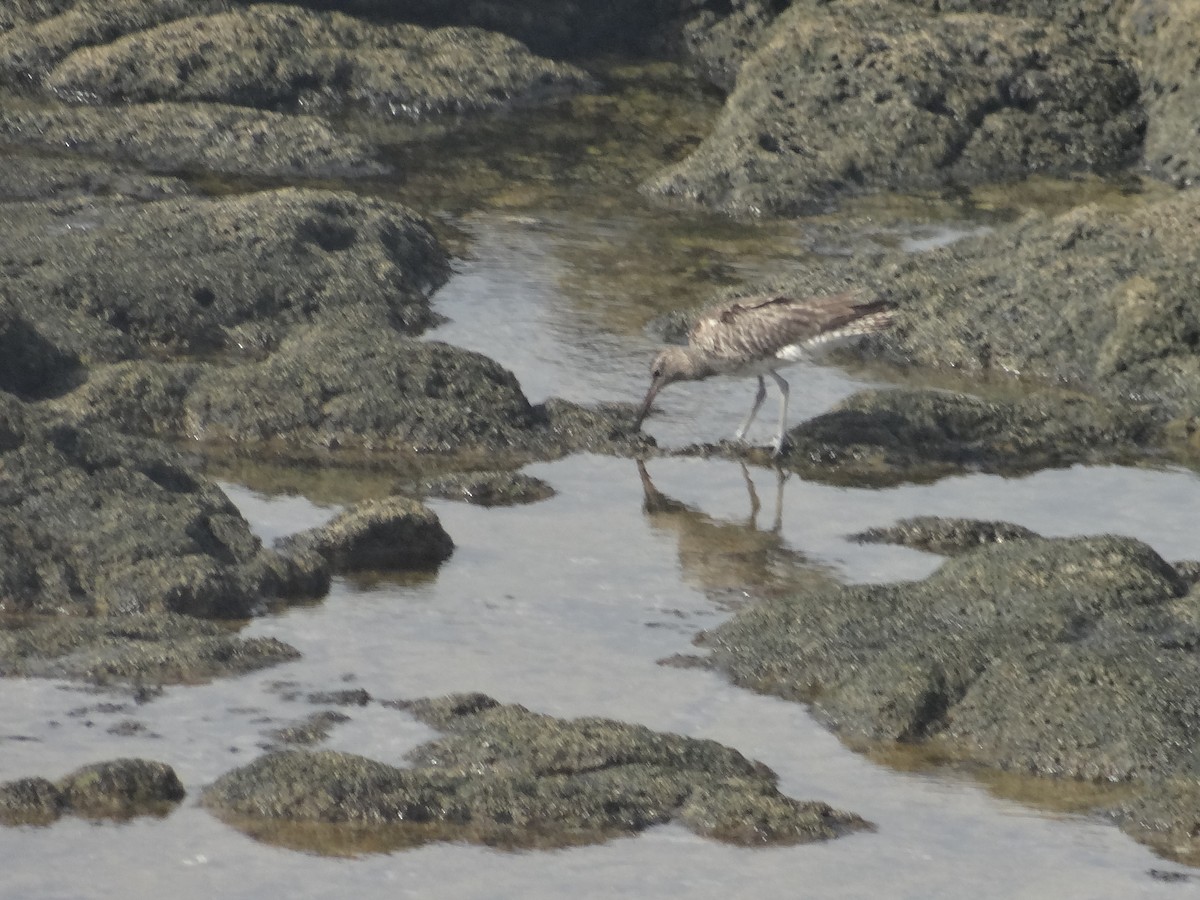 Common Greenshank - Miguel Angel Benedicto