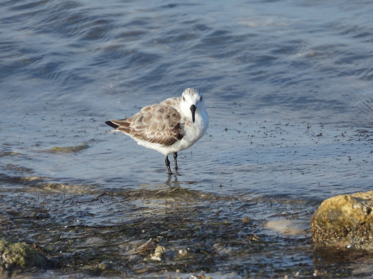 Bécasseau sanderling - ML616544961