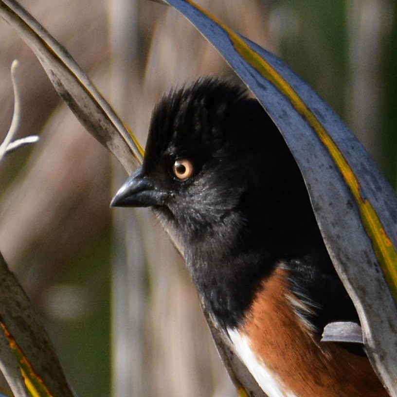 Eastern Towhee - ML616544965