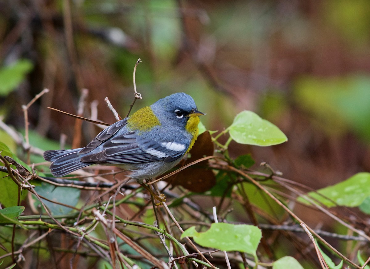 Northern Parula - ML616544966