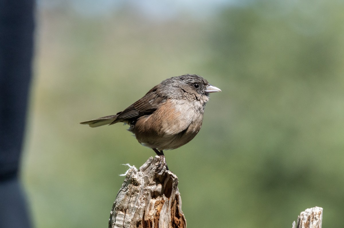 Junco de Guadalupe - ML616544967