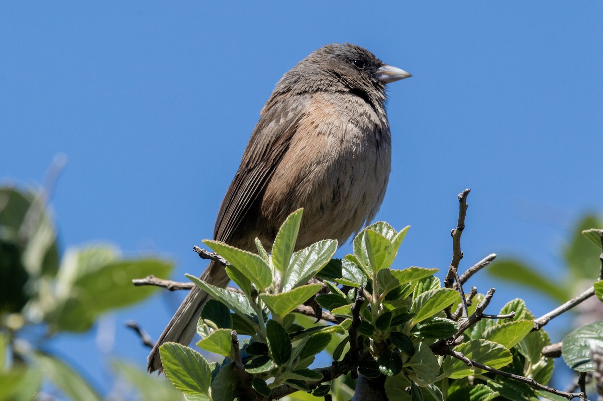 Guadalupe Junco - ML616544968