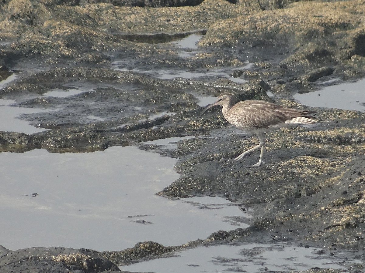 Whimbrel - Miguel Angel Benedicto