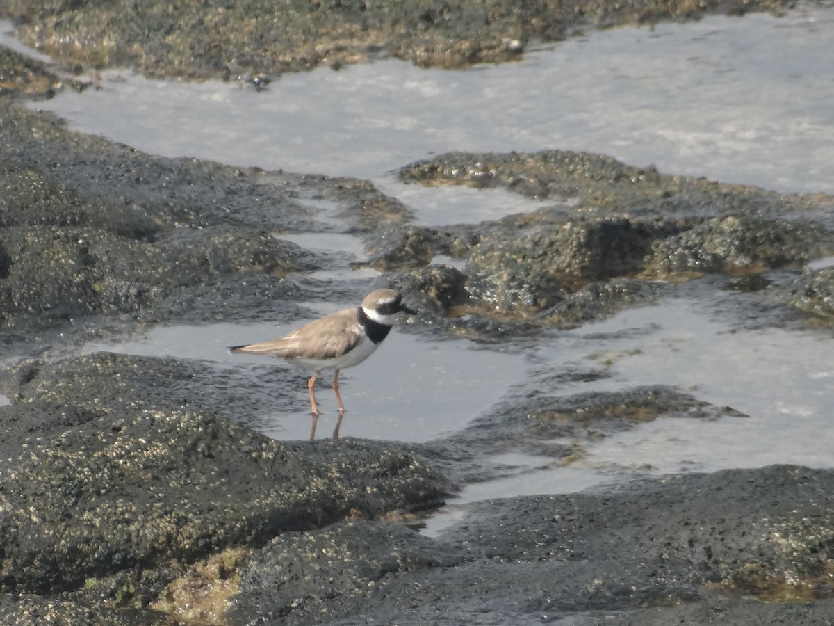 Little Ringed Plover - ML616544983