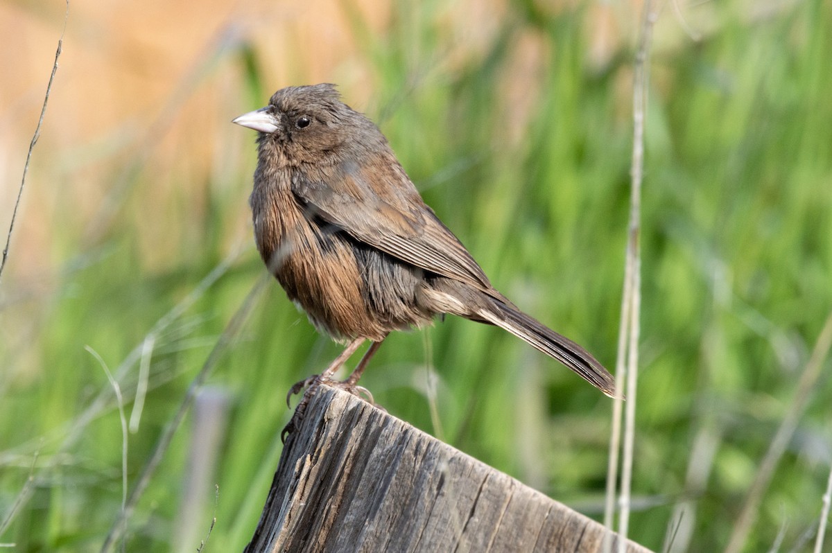 Junco de Isla Guadalupe - ML616544984