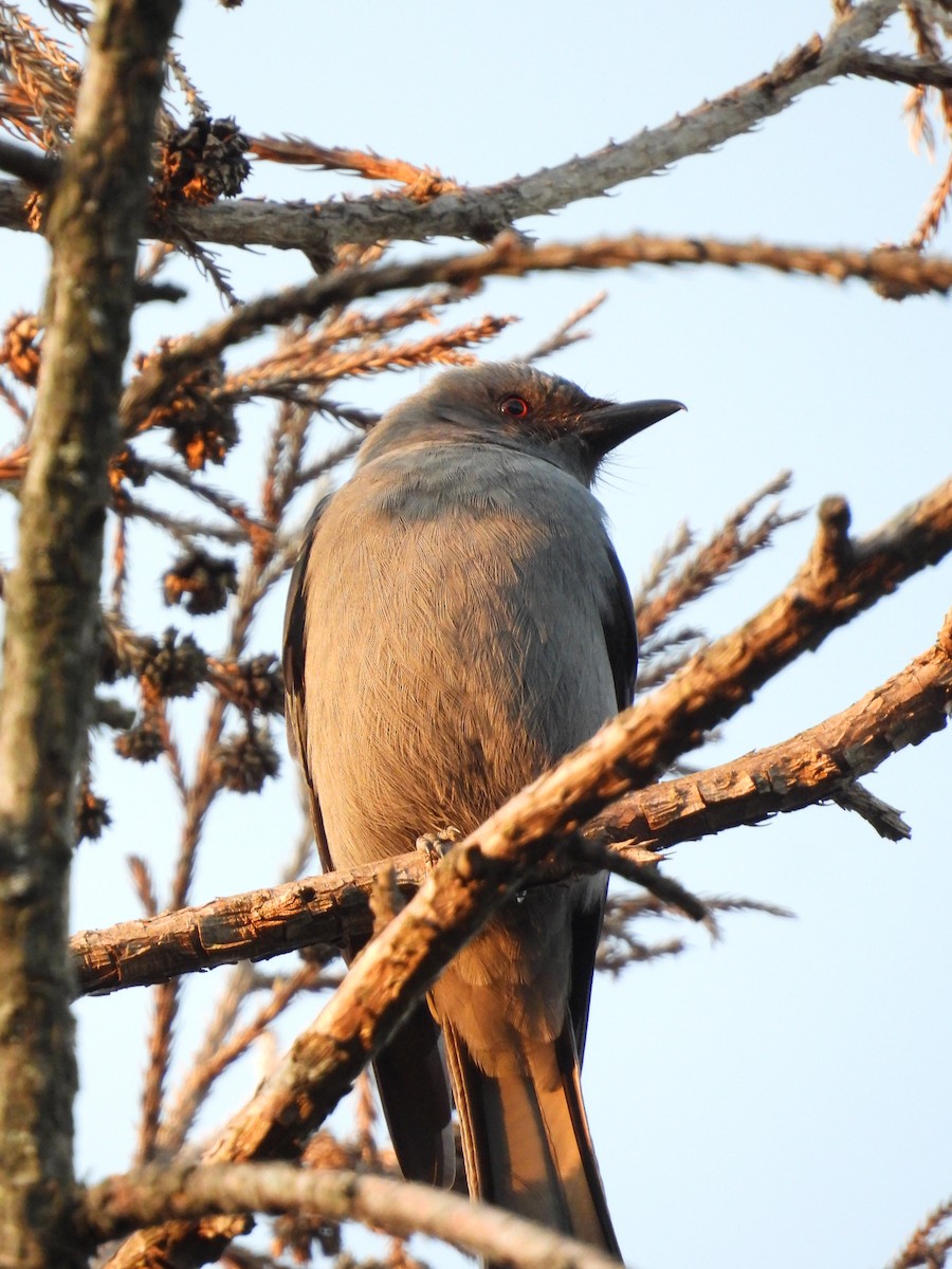 drongo kouřový - ML616544985