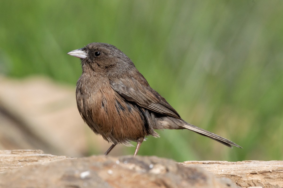 Junco de Isla Guadalupe - ML616544986