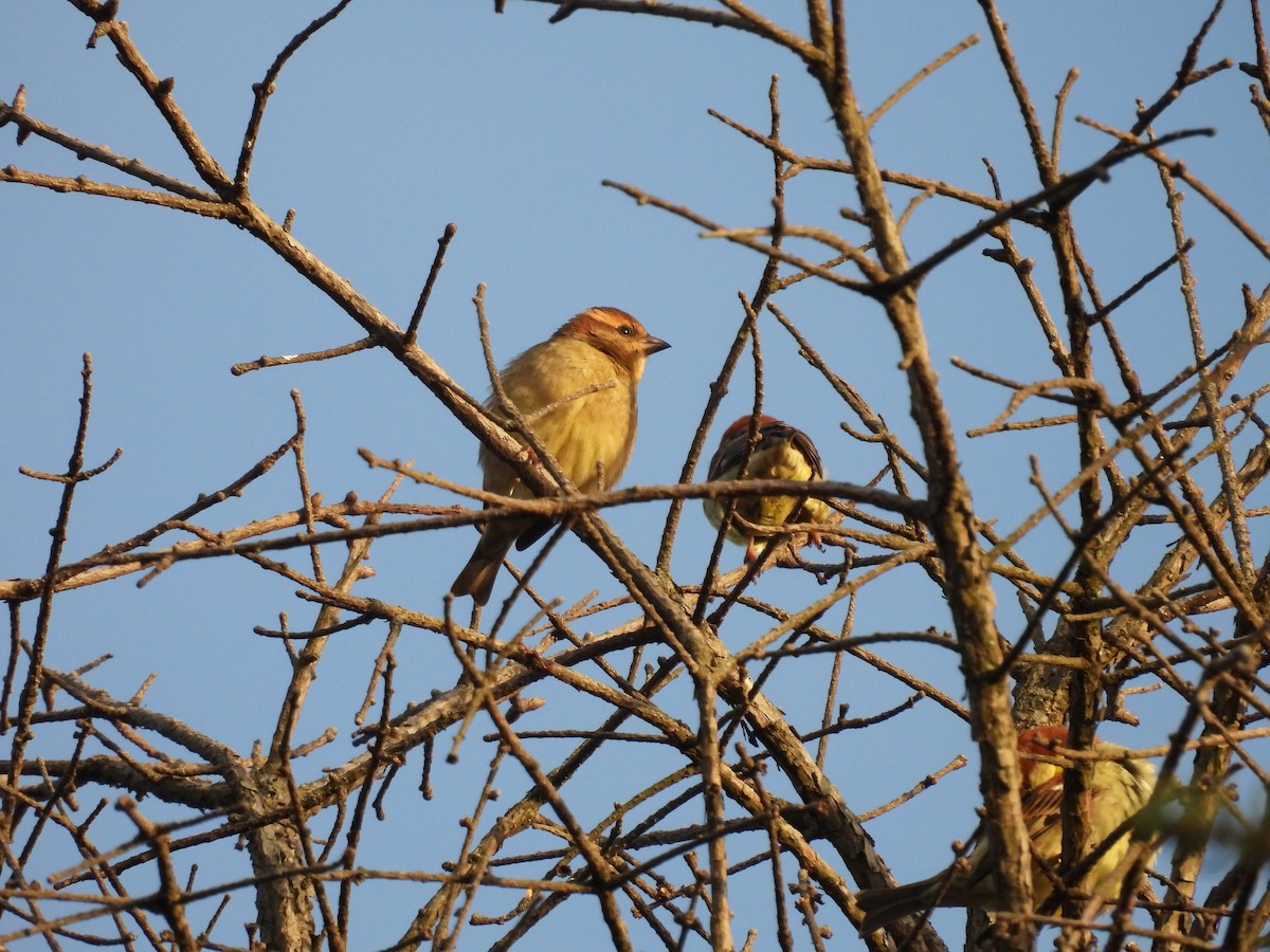 Russet Sparrow - ML616545004