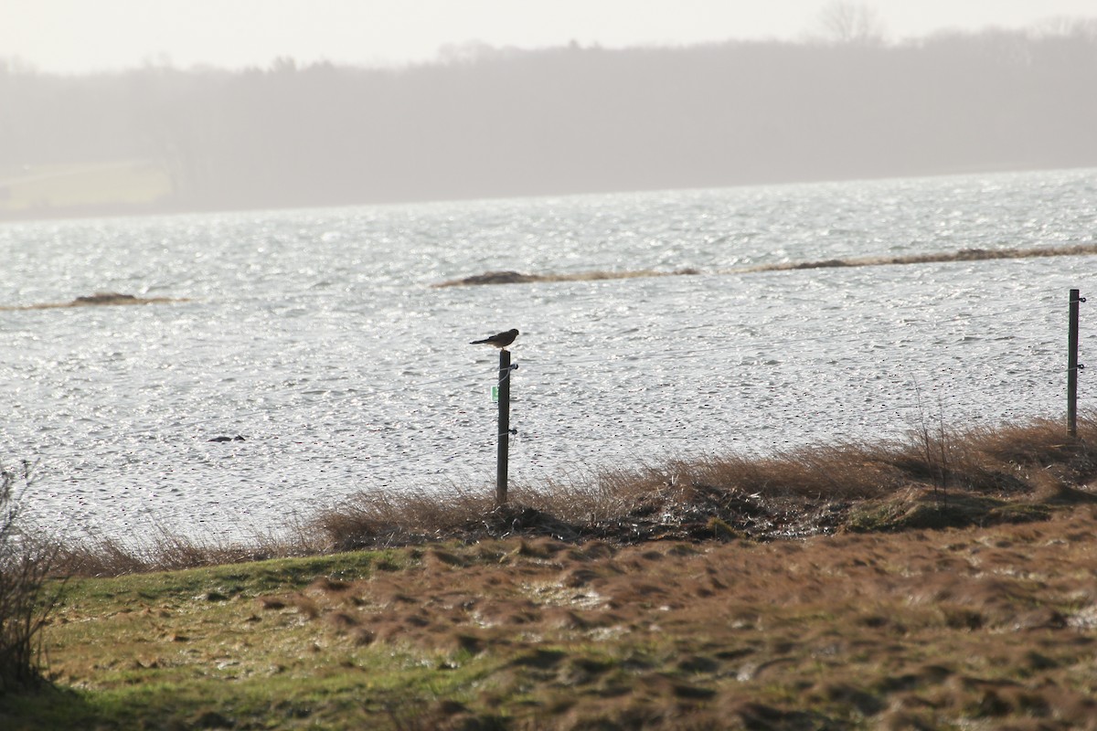 Eurasian Kestrel - ML616545013