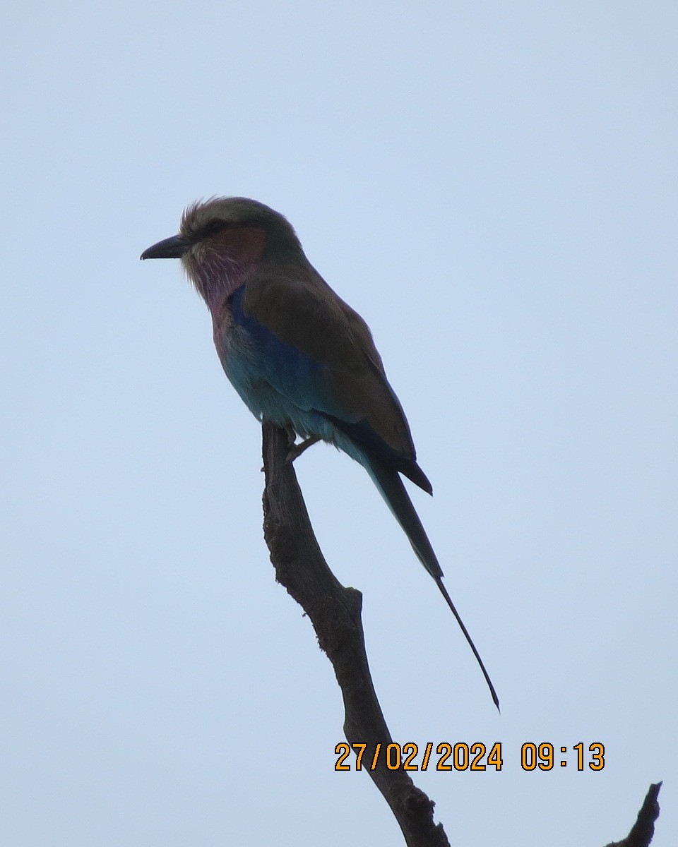 Racket-tailed Roller - Gary Bletsch