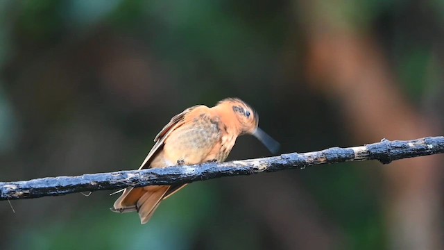 Colibrí Cobrizo - ML616545072