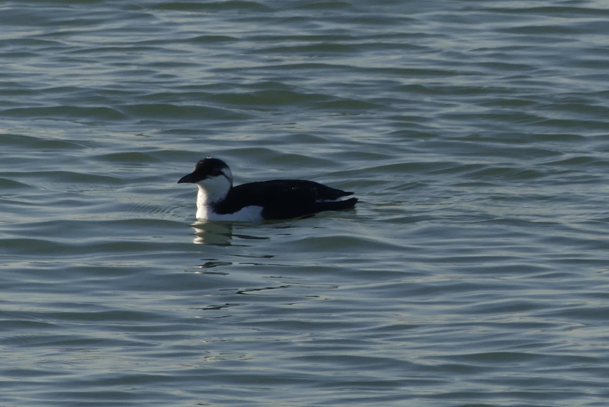 Common Murre - ML616545080