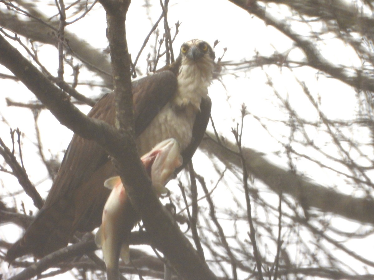 Águila Pescadora - ML616545082