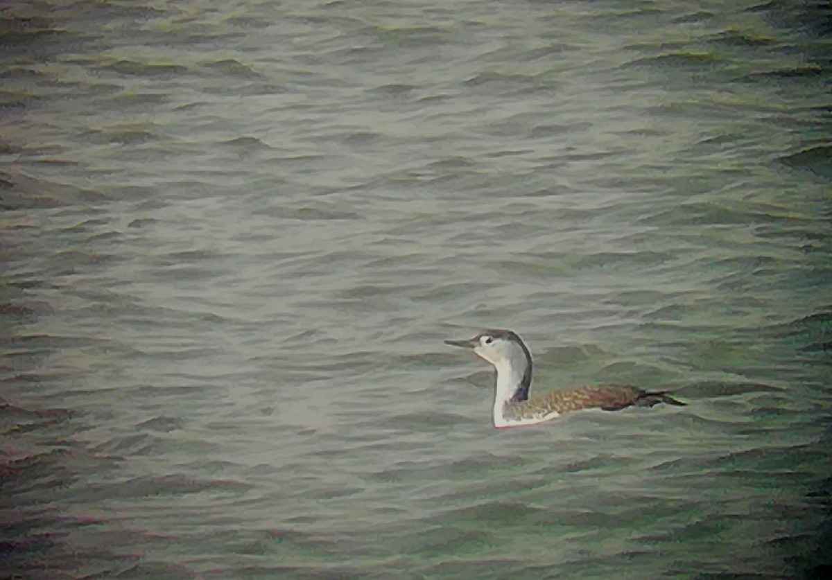 Red-throated Loon - ML616545092