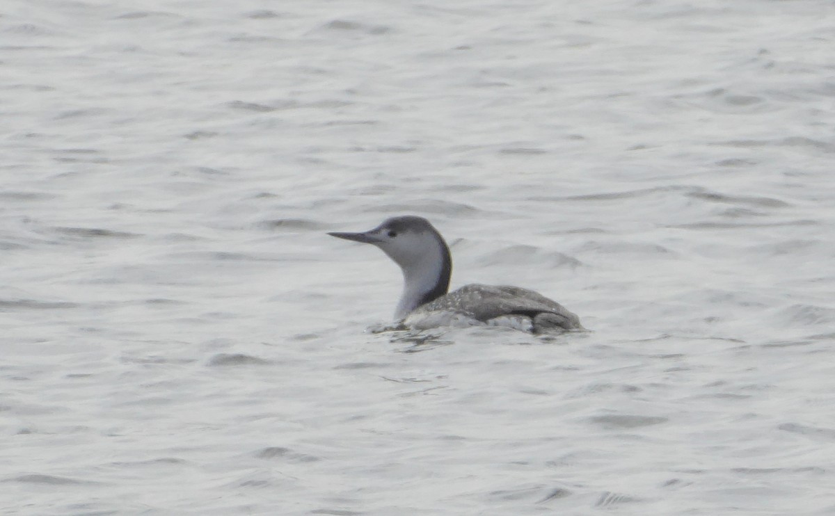 Red-throated Loon - Jason Anderson