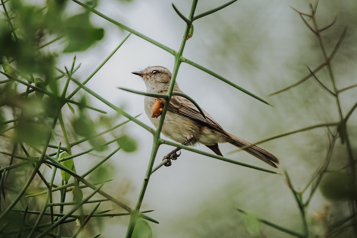 Tumbes Tyrannulet - Alexander Hugo Alvia Vilchez