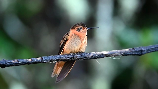 Colibrí Cobrizo - ML616545124