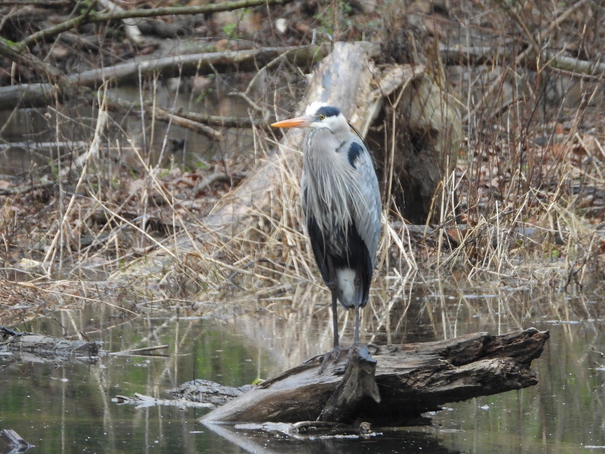 Great Blue Heron - ML616545139