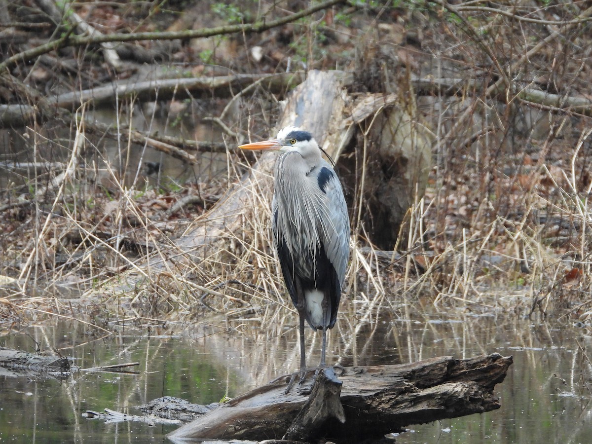 Great Blue Heron - ML616545140