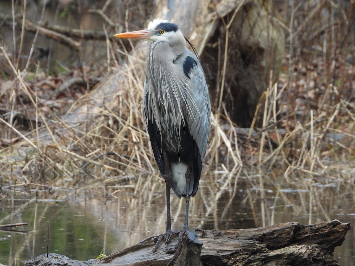Great Blue Heron - ML616545141