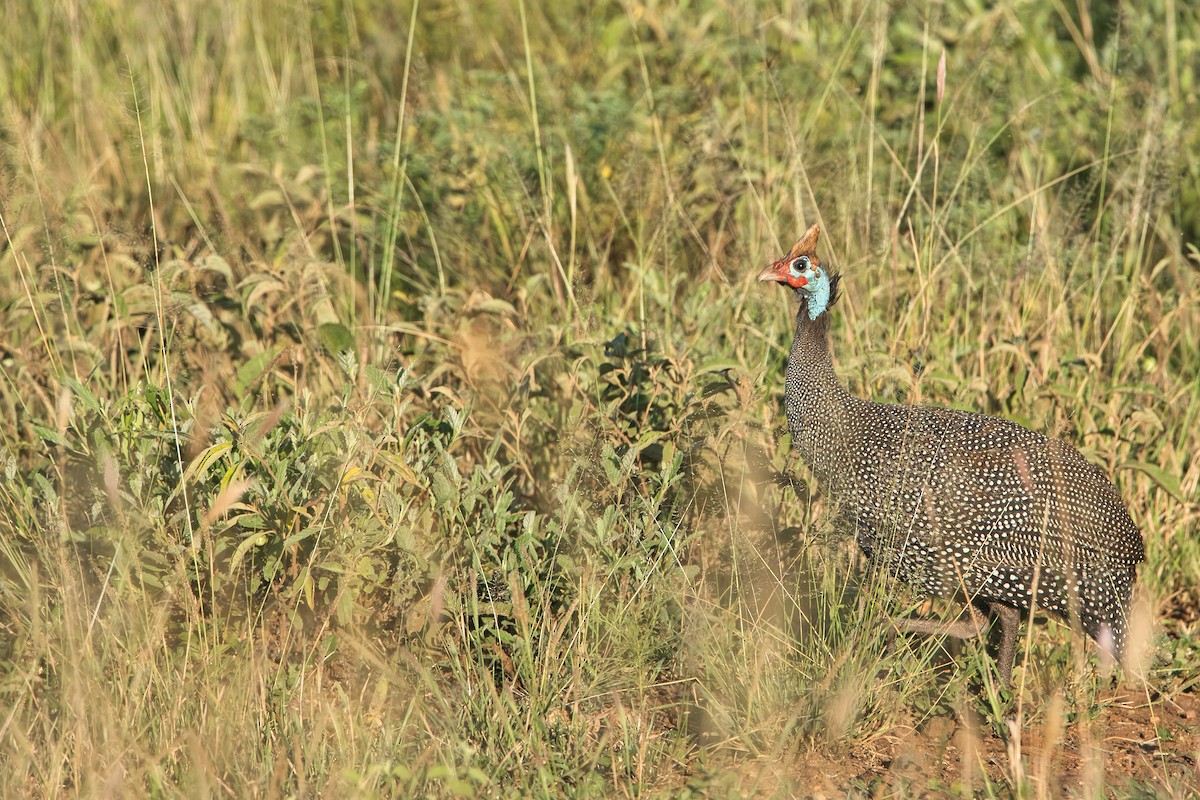 Helmeted Guineafowl - ML616545169