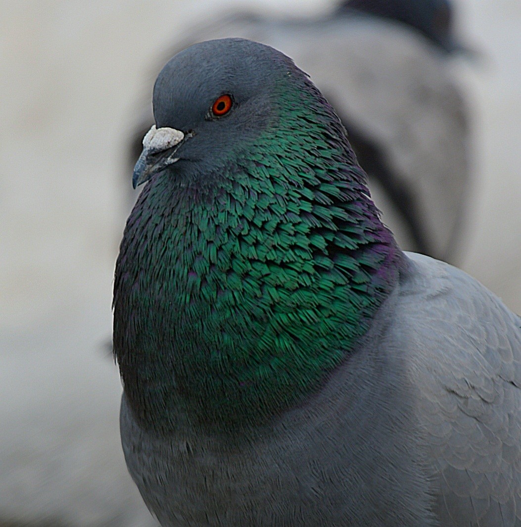 Pigeon biset (forme domestique) - ML616545211