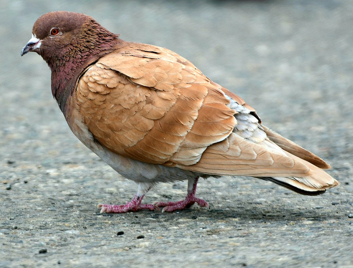 Rock Pigeon (Feral Pigeon) - ML616545212