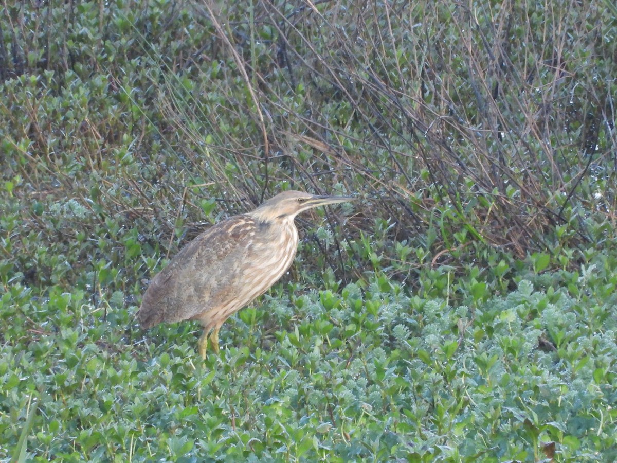 American Bittern - ML616545229