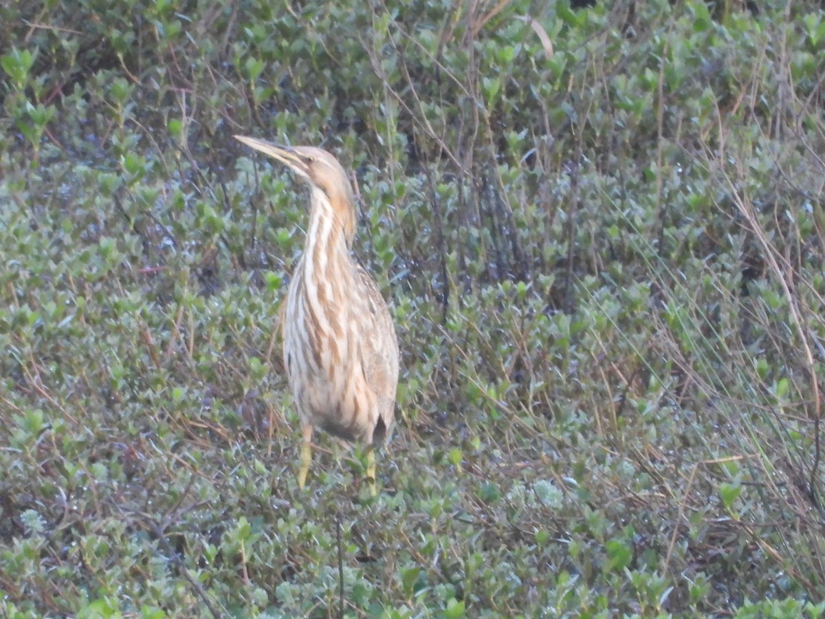 American Bittern - ML616545230