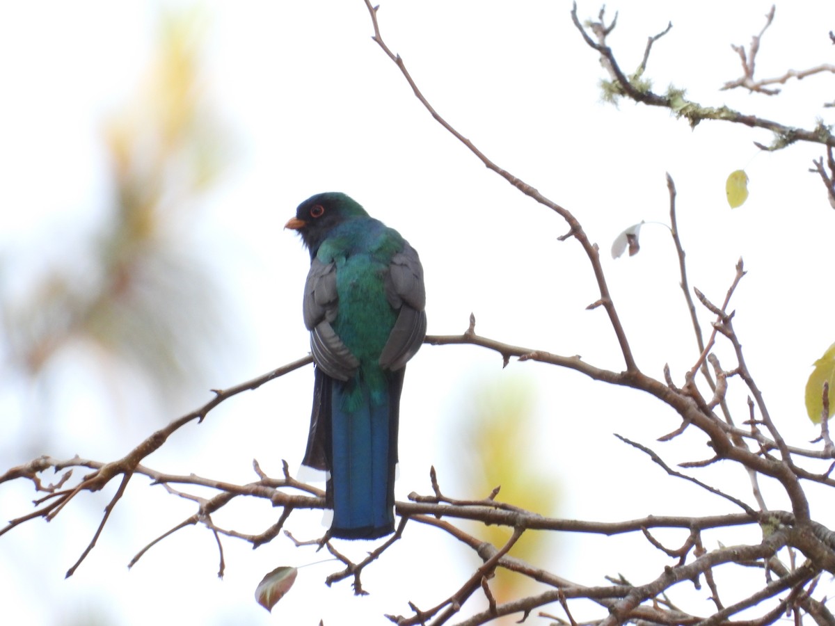 trogon mexický - ML616545264