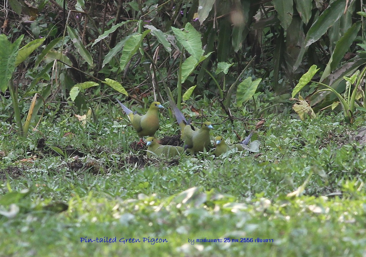 Pin-tailed Green-Pigeon - ML616545270