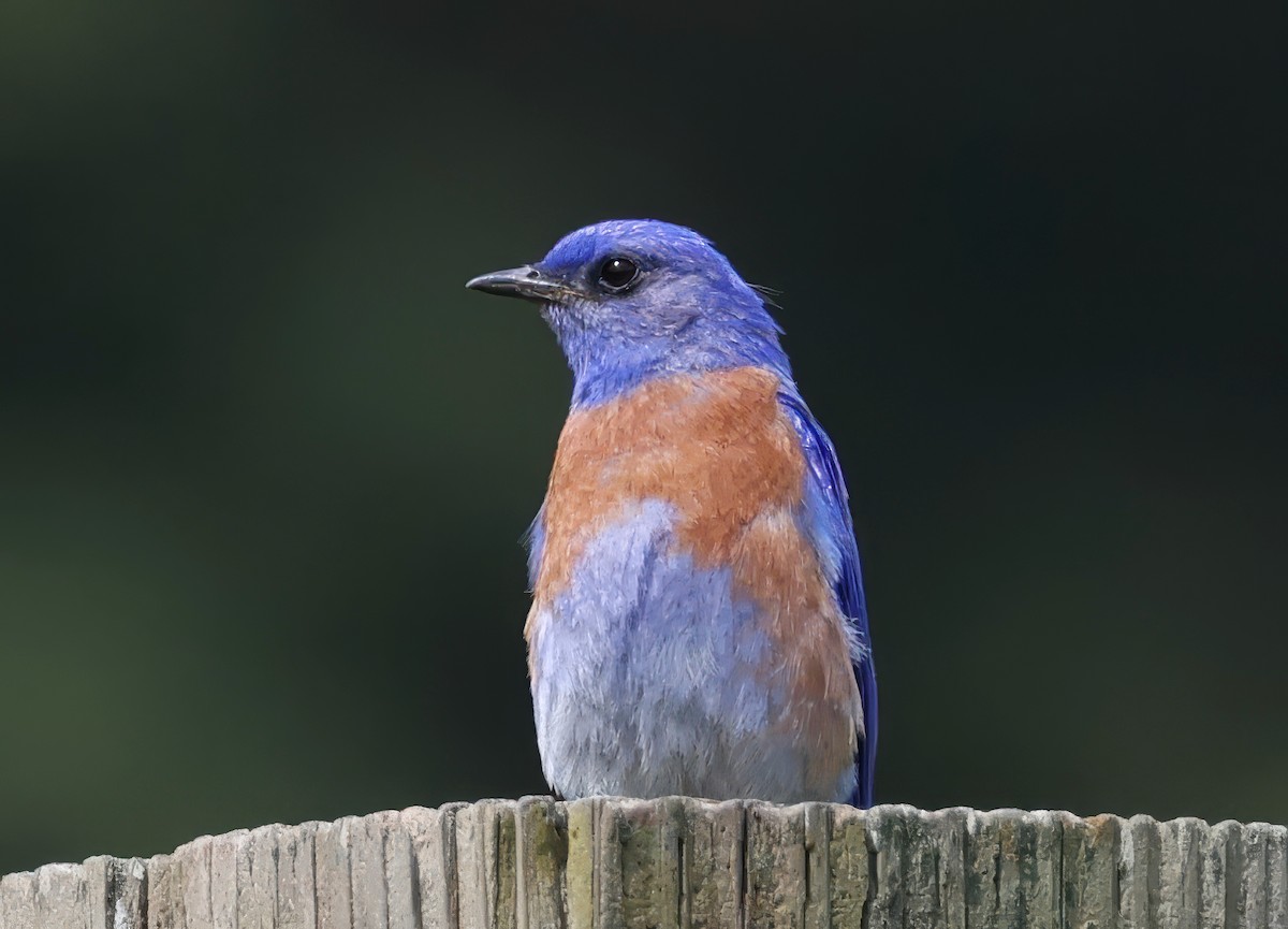 Western Bluebird - Constance Vigno