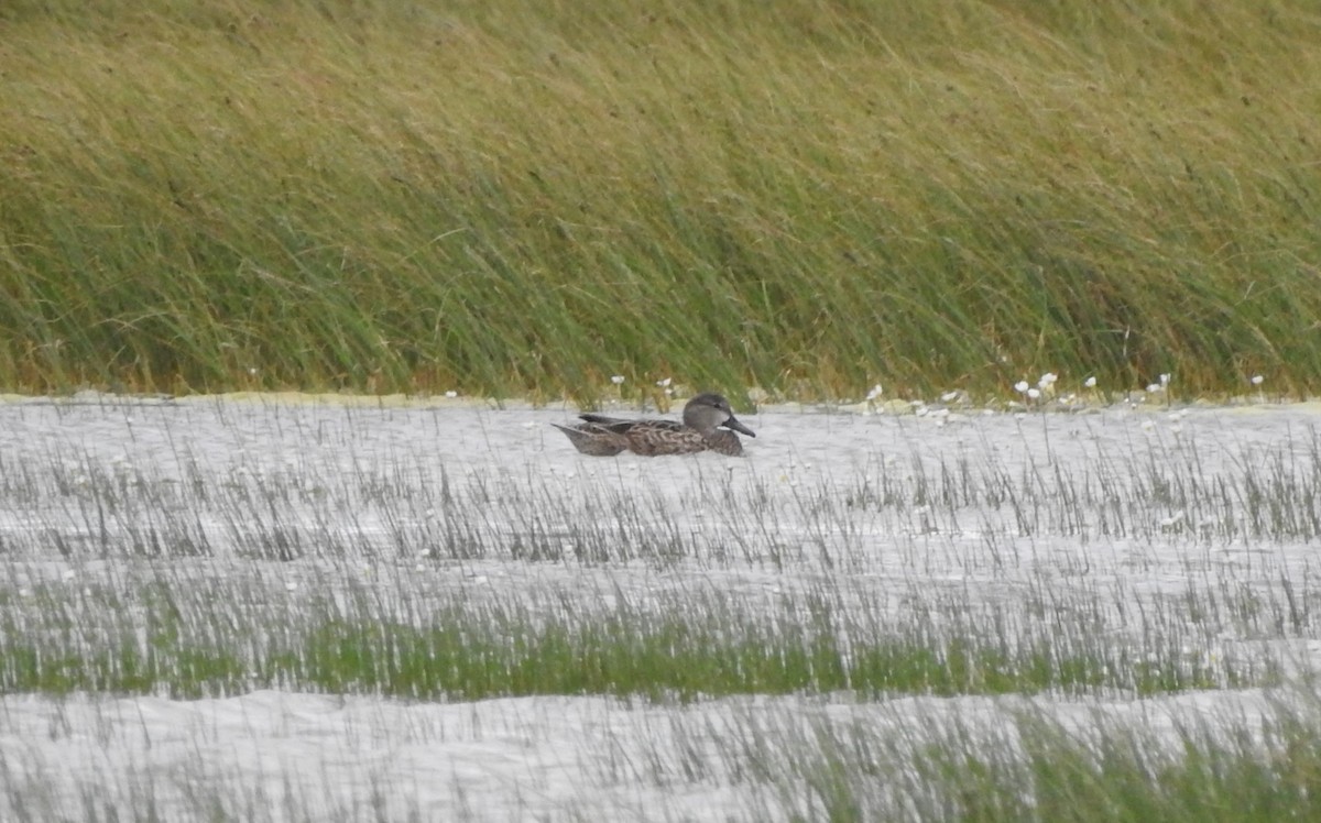Blue-winged Teal - Eduardo García