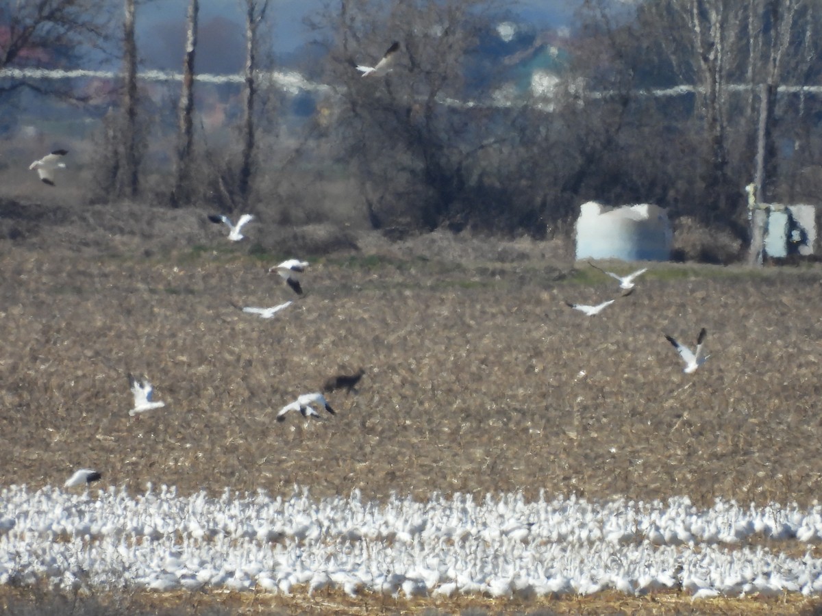 Snow Goose - ML616545373