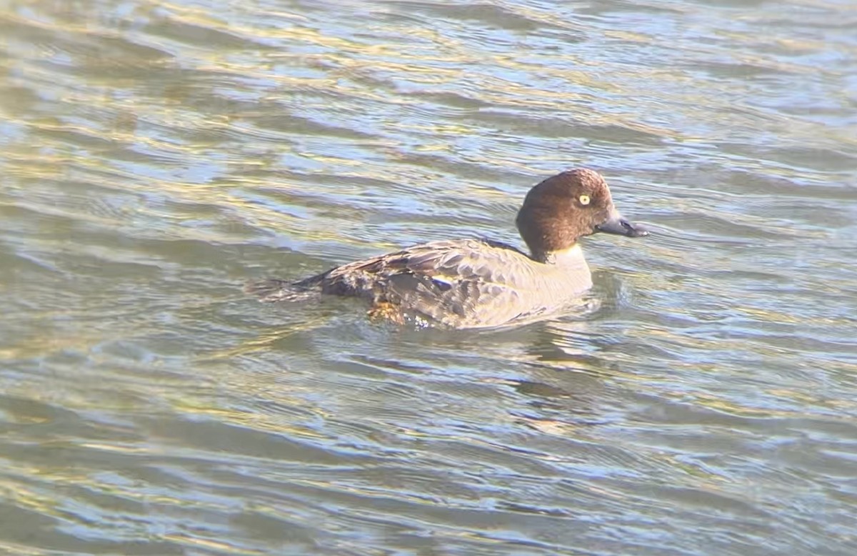 Common Goldeneye - ML616545435