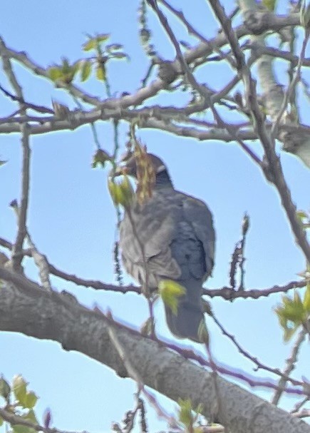 Band-tailed Pigeon - ML616545442