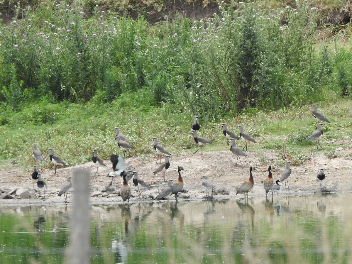 Southern Lapwing - ML616545528