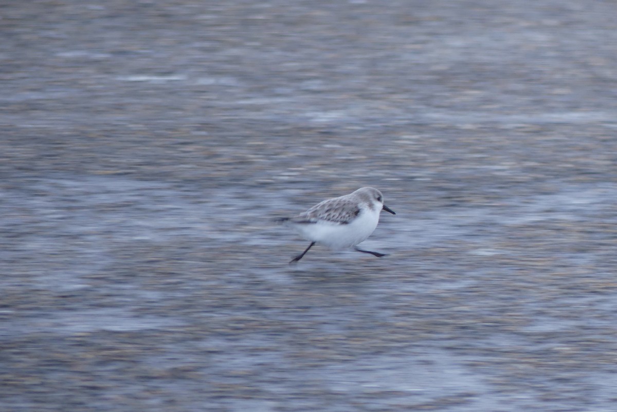 Sanderling - ML616545531