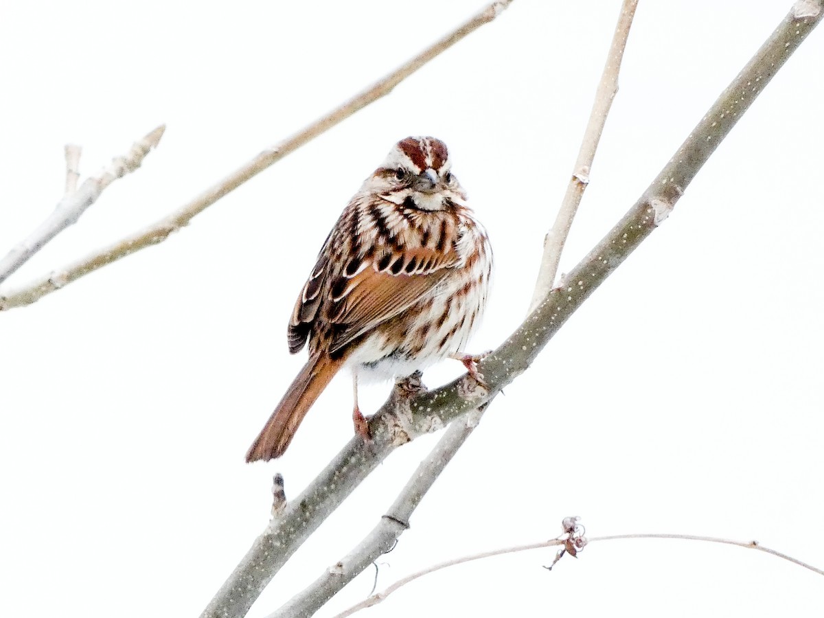 Song Sparrow - ML616545536